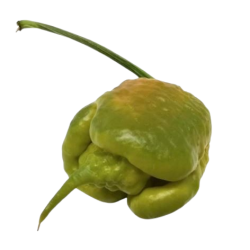 Graines de Carolina Reaper Mustard - 10 Graines | Nucléaire