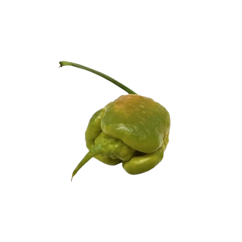 Graines de Carolina Reaper Mustard - 10 Graines | Nucléaire