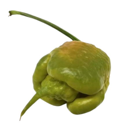 Carolina Reaper Mustard