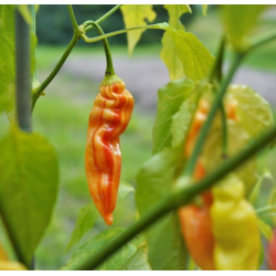 Sugar Rush Peach STRIPED - 10 Graines