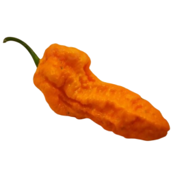 Big Orange MAMA 10 sementes