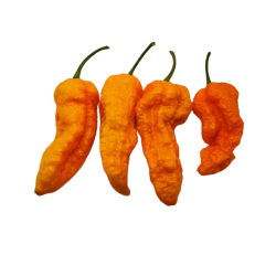 Big Orange MAMA - 10 Siementä