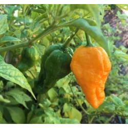 Big Orange MAMA 10 sementes