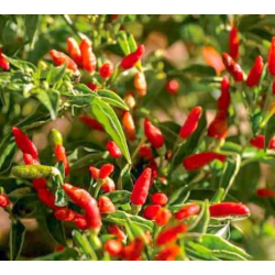 Graines de Piment Piri-Piri Sacana - 10 Graines | Bird's Eye