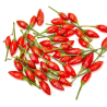 Graines de Piment Piri-Piri Sacana - 10 Graines | Bird's Eye