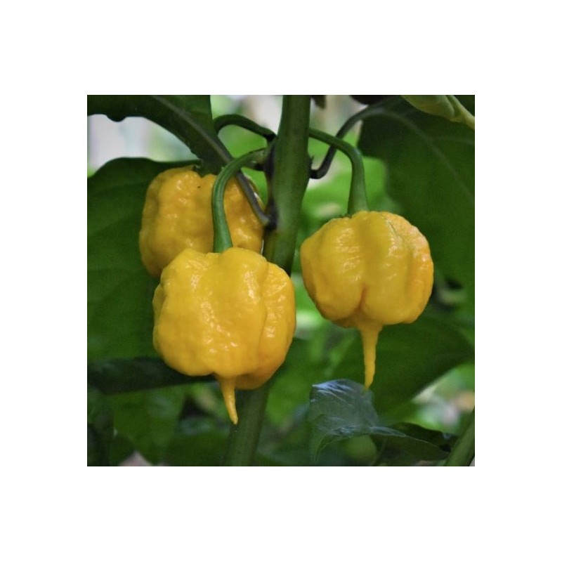 Carolina Reaper Yellow