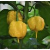 Carolina Reaper Yellow