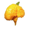 Carolina Reaper Gialla