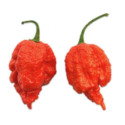 Dragon's Breath 10 sementes