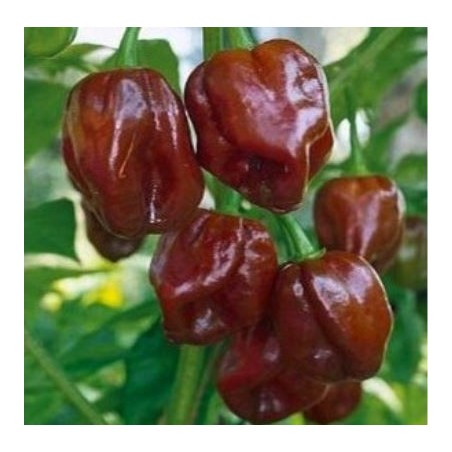 Habanero Suklaa 10 siementä