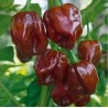 Habanero Suklaa 10 siementä