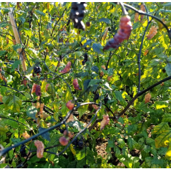 Thor's Thunderbolt 10 sementes