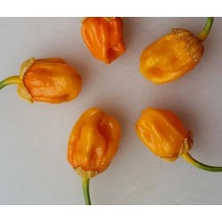 7 Pot Bubblegum Orange 10 siementä