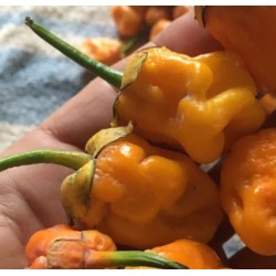 7 Pot Bubblegum Orange 10 siementä