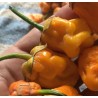 7 Pot Bubblegum Orange 10 siementä