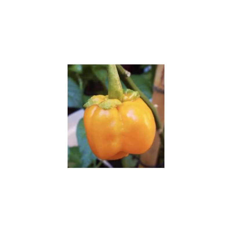 7 Pot Bubblegum Orange 10 siementä