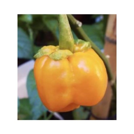 7 Pot Bubblegum Orange 10 siementä