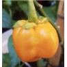 7 Pot Bubblegum Orange 10 siementä