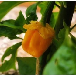 7 Pot Bubblegum Orange 10 siementä