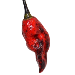 Faddas Darth Maul 10 sementes