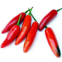 Semillas de Chile Serrano - 10 Semillas | Auténtico Chile Mexicano
