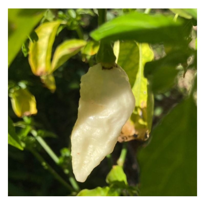 Naga Bhut Jolokia Blanca 10 semillas