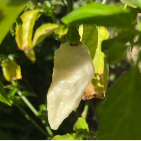 Naga Bhut Jolokia Blanca 10 semillas