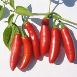 Graines de Piment Serrano - 10 Graines