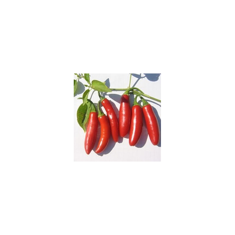 20 Semi Di Peperoncino Serrano - Chili Messicano Piccante, Frutti Rossi, Capsicum Annum - Foto 1