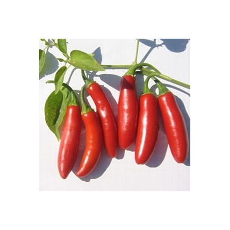 Graines de Piment Serrano - 10 Graines