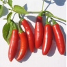 Graines de Piment Serrano - 10 Graines