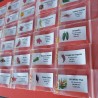 Paquete de 30 guindillas 300 semillas Carolina Reaper Moruga Scorpion Bhut Jolokia Paquete de 30 variedades de guindillas