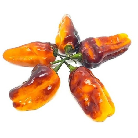 Pimenta Puma: El Ornamental de Fuego y Sombra