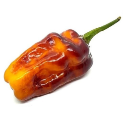 Piment Puma : L'Ornemental de Feu et d'Ombre