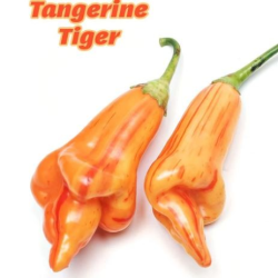 Tangerine Tiger 10 sementes