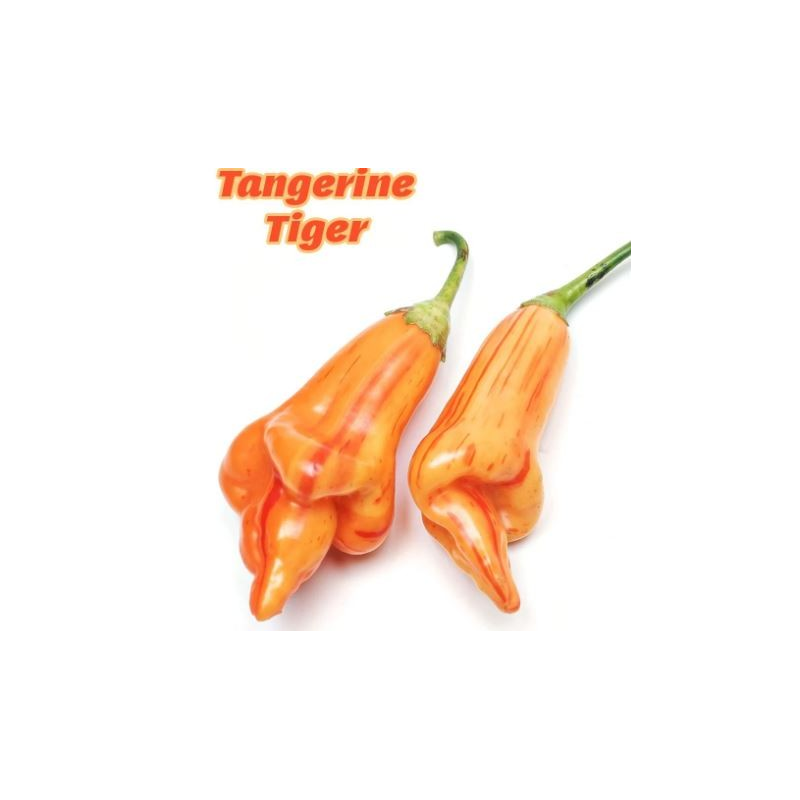 Tangerine Tiger 10 semillas