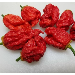 Borg 9 - 10 sementes