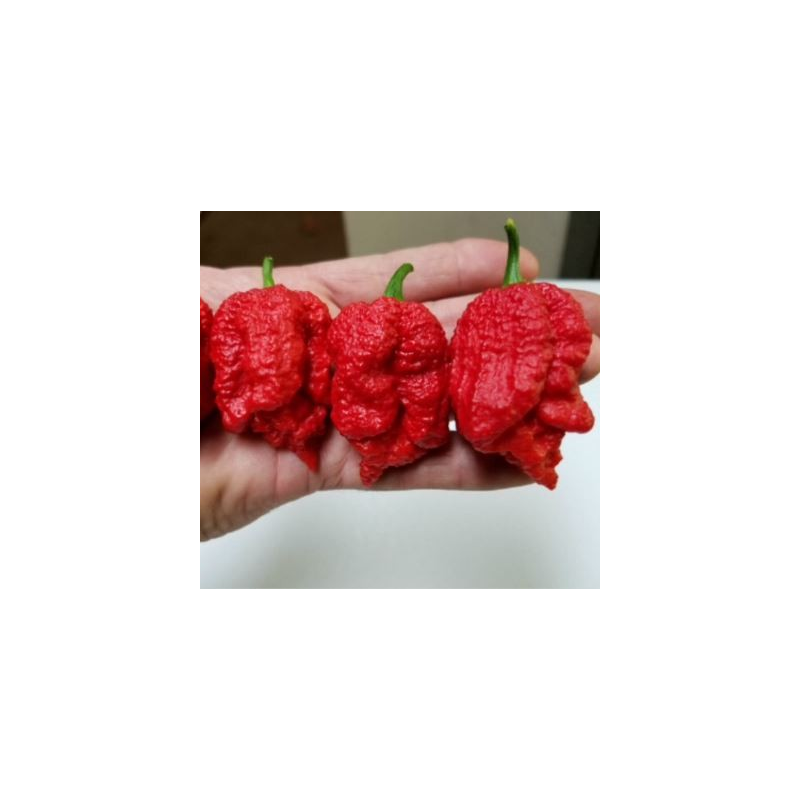 Borg 9 Red 10 semillas