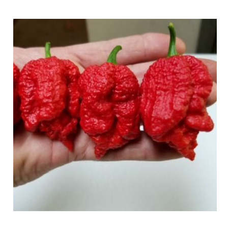 Borg 9 Red 10 graines