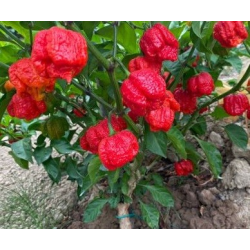 Borg 9 Red 10 semillas