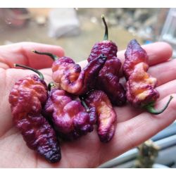 Thor's Thunderbolt 10 seeds