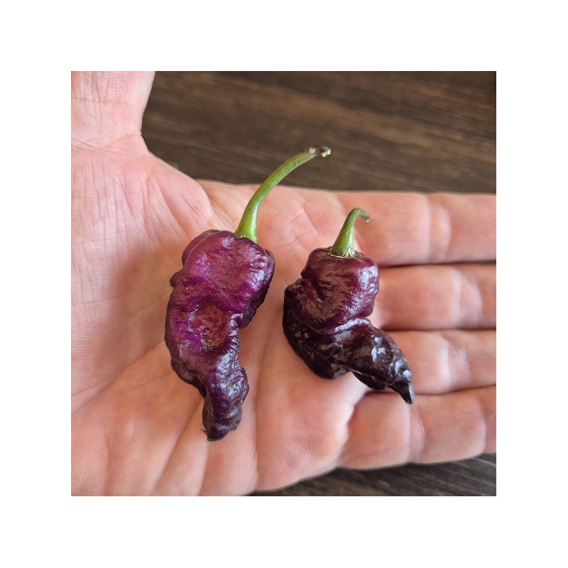 Thor's Thunderbolt 10 seeds