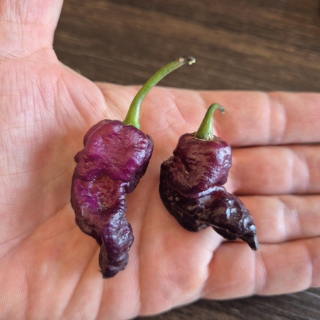 Thor's Thunderbolt 10 seeds