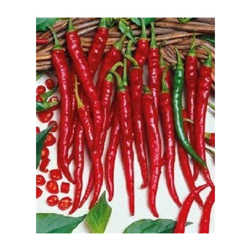 Cayenne Slim - Paquete de 10 semillas seleccionadas, con adhesivo que identifica la especie, el origen y SHU.