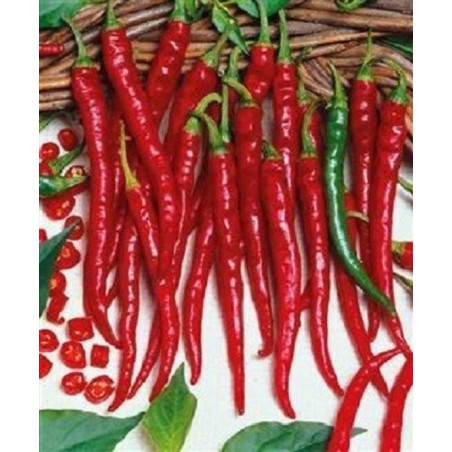 Cayenne Slim - Paquete de 10 semillas seleccionadas, con adhesivo que identifica la especie, el origen y SHU.