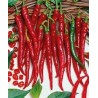 Cayenne Slim - Paquete de 10 semillas seleccionadas, con adhesivo que identifica la especie, el origen y SHU.