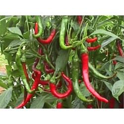 Cayenne Slim - Paquete de 10 semillas seleccionadas, con adhesivo que identifica la especie, el origen y SHU.