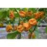 PACK Los Habaneros - 50 Graines | 5 Variétés Iconiques