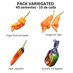 PACK Variegated 4 Varieties: Sugar Rush, Tangerine, Jalapeño and Scarlett