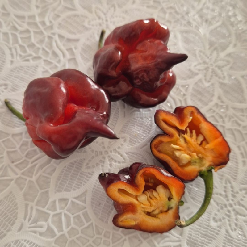 Carolina Reaper Ruby 10 seeds